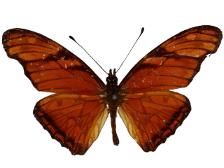 Andicola Moth